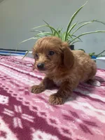  Verity, a female Miniature Goldendoodle for sale in Fair Play, MO – 6 of 9