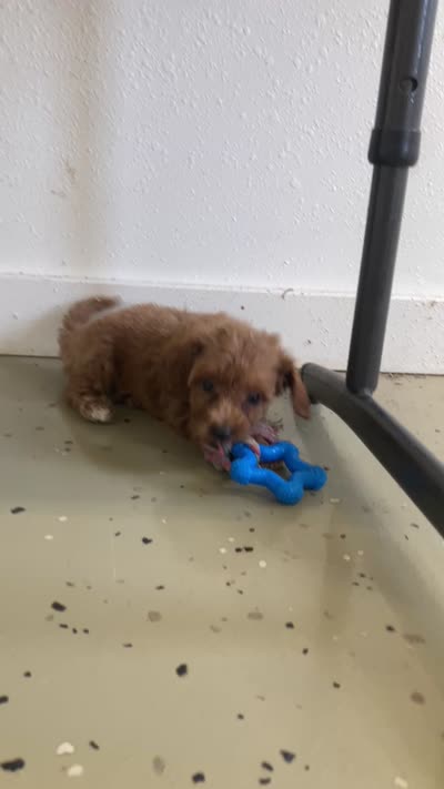  Verity, a female Miniature Goldendoodle for sale in Fair Play, MO – 8 of 9