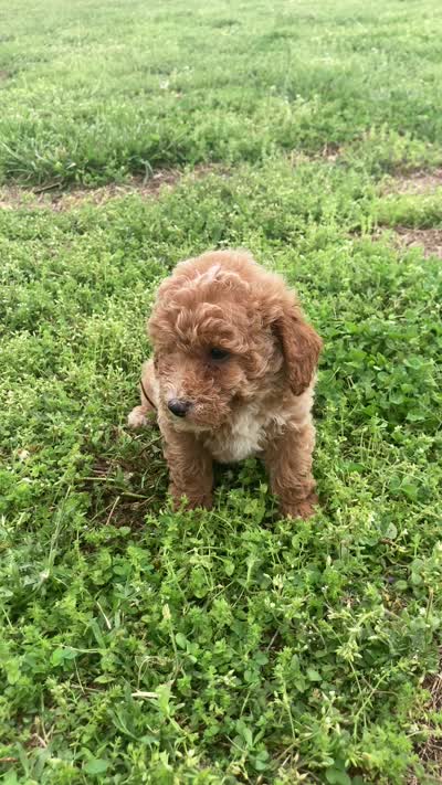 Cluny, a male Miniature Goldendoodle for sale in Fair Play, MO – 6 of 6