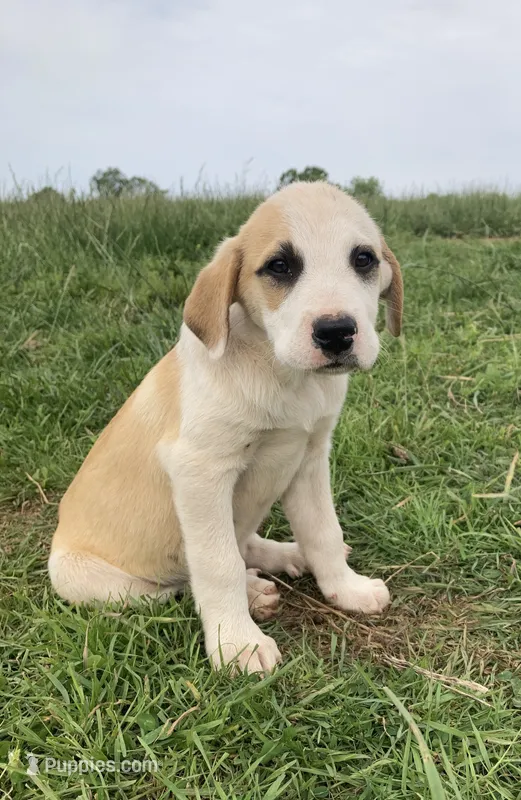 Fritter – Bull Terrier, Great Pyrenees puppy for sale in Fair Play, MO