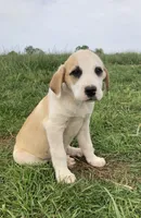 Fritter, a male Bull Terrier and Great Pyrenees for sale in Fair Play, MO – 1 of 7