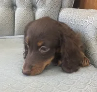 Shogg, a male Miniature Dachshund for sale in Fair Play, MO – 4 of 10