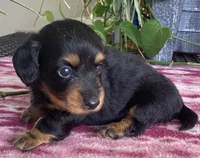 Shyloh, a female Miniature Dachshund for sale in Fair Play, MO – 3 of 4