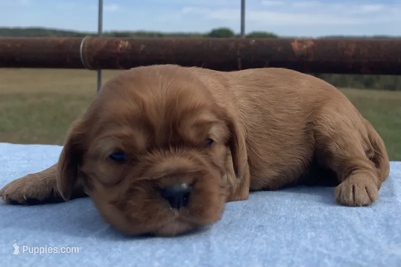 Pudgy, a male Cavalier King Charles Spaniel for sale in Fair Play, MO – 1 of 3
