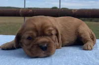 Pudgy, a male Cavalier King Charles Spaniel for sale in Fair Play, MO – 1 of 3