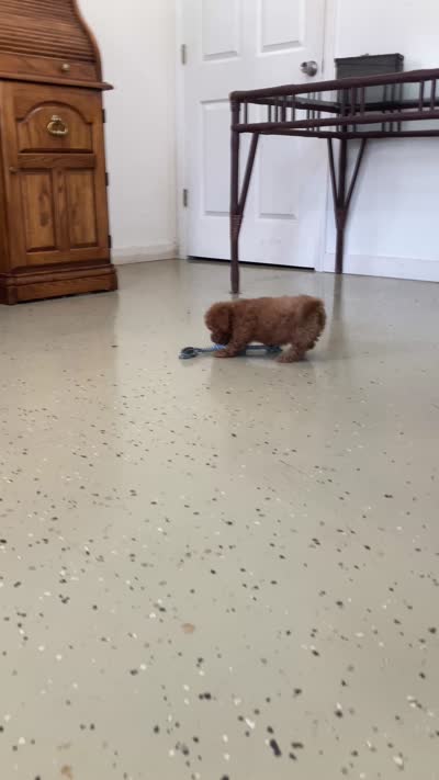 Egypt , a male Miniature Goldendoodle for sale in Fair Play, MO – 8 of 10