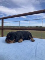 Rustler, a male Cavalier King Charles Spaniel for sale in Fair Play, MO – 3 of 3