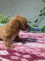  Verity, a female Miniature Goldendoodle for sale in Fair Play, MO – 7 of 9