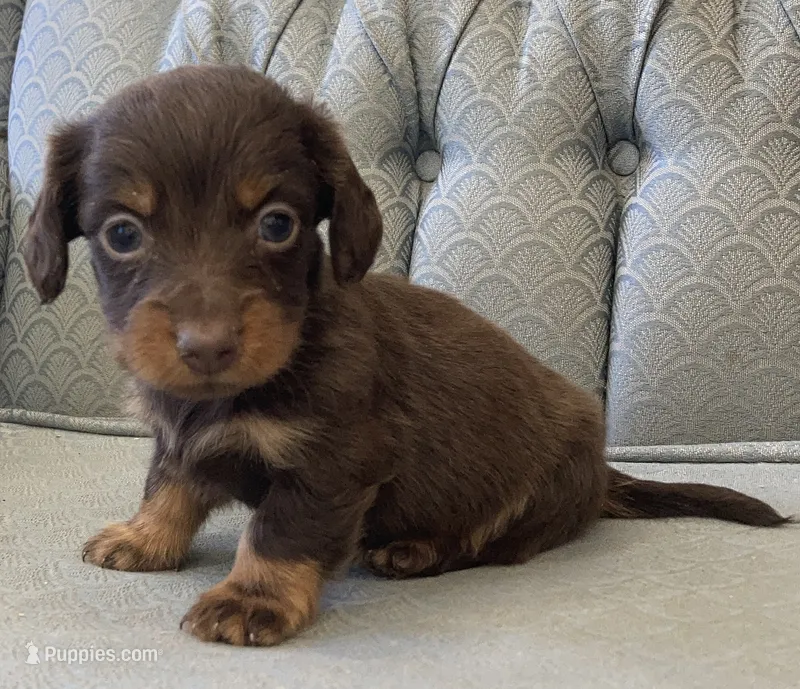Shogg – Miniature Dachshund puppy for sale in Fair Play, MO
