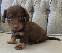 Shogg, a male Miniature Dachshund for sale in Fair Play, MO – 1 of 3