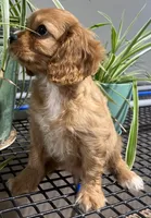 Gale, a male Cavalier King Charles Spaniel for sale in Fair Play, MO – 2 of 8