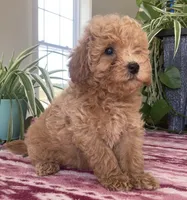 Wonder, a female Miniature Goldendoodle for sale in Fair Play, MO – 5 of 10