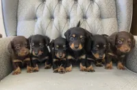 Triss, a female Miniature Dachshund for sale in Fair Play, MO – 4 of 4