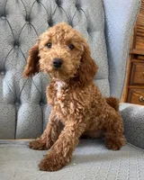 Criollo , a female Miniature Goldendoodle for sale in Fair Play, MO – 2 of 10
