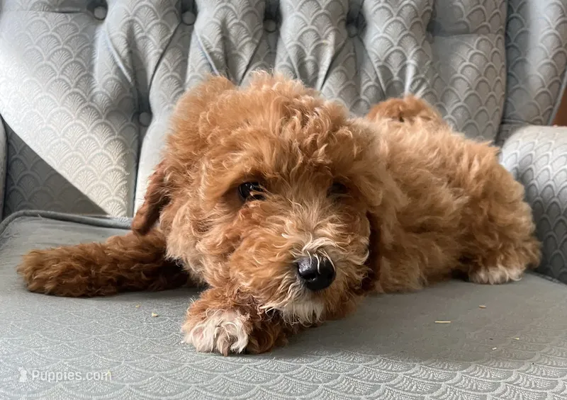 Cluny – Miniature Goldendoodle puppy for sale in Fair Play, MO