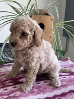 Whisper, a female Miniature Goldendoodle for sale in Fair Play, MO – 3 of 4