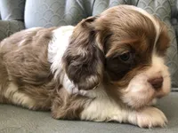 Bikkle, a female Cavalier King Charles Spaniel for sale in Fair Play, MO – 3 of 3