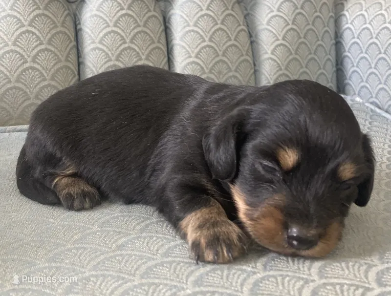 Tazzan – Miniature Dachshund puppy for sale in Fair Play, MO
