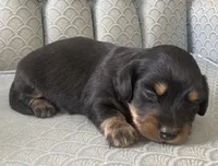 Tazzan, a female Miniature Dachshund for sale in Fair Play, MO – 1 of 4