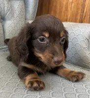 Shogg, a male Miniature Dachshund for sale in Fair Play, MO – 4 of 9