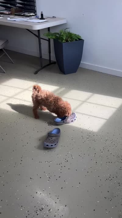 Chance , a male Miniature Goldendoodle for sale in Fair Play, MO – 10 of 10
