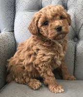 Pixie, a female Miniature Goldendoodle for sale in Fair Play, MO – Photo 2 of 5