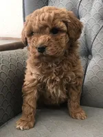 Pixie, a female Miniature Goldendoodle for sale in Fair Play, MO – Photo 3 of 5