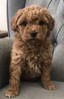 Pixie, a female Miniature Goldendoodle for sale in Fair Play, MO – Photo 1 of 5