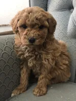 Pixie, a female Miniature Goldendoodle for sale in Fair Play, MO – Photo 5 of 5