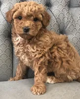 Pixie, a female Miniature Goldendoodle for sale in Fair Play, MO – Photo 4 of 5