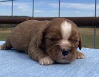 Raider, a male Cavalier King Charles Spaniel for sale in Fair Play, MO – 1 of 5