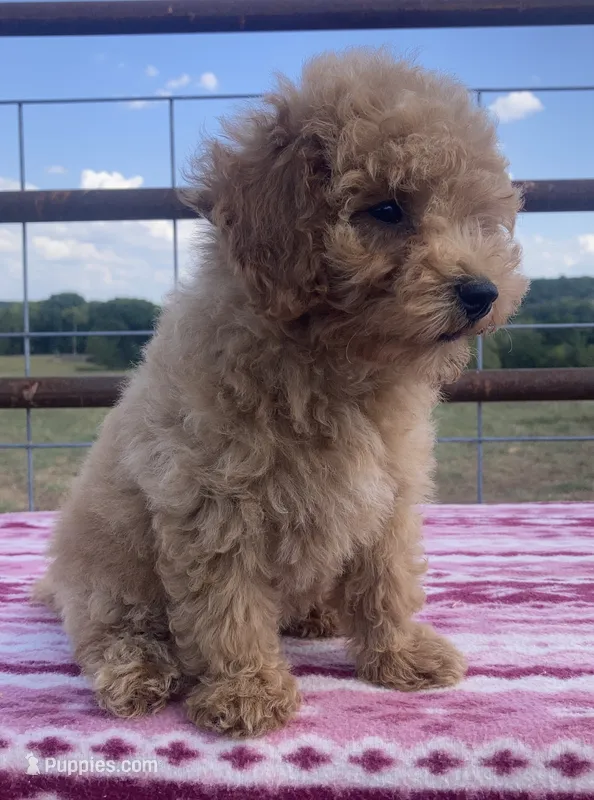 Wonder – Miniature Goldendoodle puppy for sale in Fair Play, MO