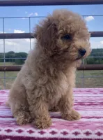 Wonder, a female Miniature Goldendoodle for sale in Fair Play, MO – 1 of 10