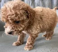 Andy, a male Miniature Goldendoodle for sale in Fair Play, MO – Photo 4 of 4