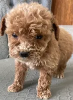 Andy, a male Miniature Goldendoodle for sale in Fair Play, MO – Photo 2 of 4