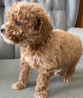 Andy, a male Miniature Goldendoodle for sale in Fair Play, MO – Photo 1 of 4