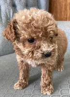 Andy, a male Miniature Goldendoodle for sale in Fair Play, MO – Photo 3 of 4