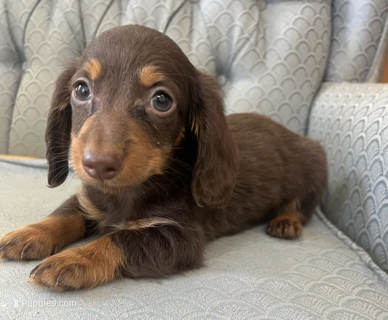 Sagaxus – Miniature Dachshund puppy for sale in Fair Play, MO