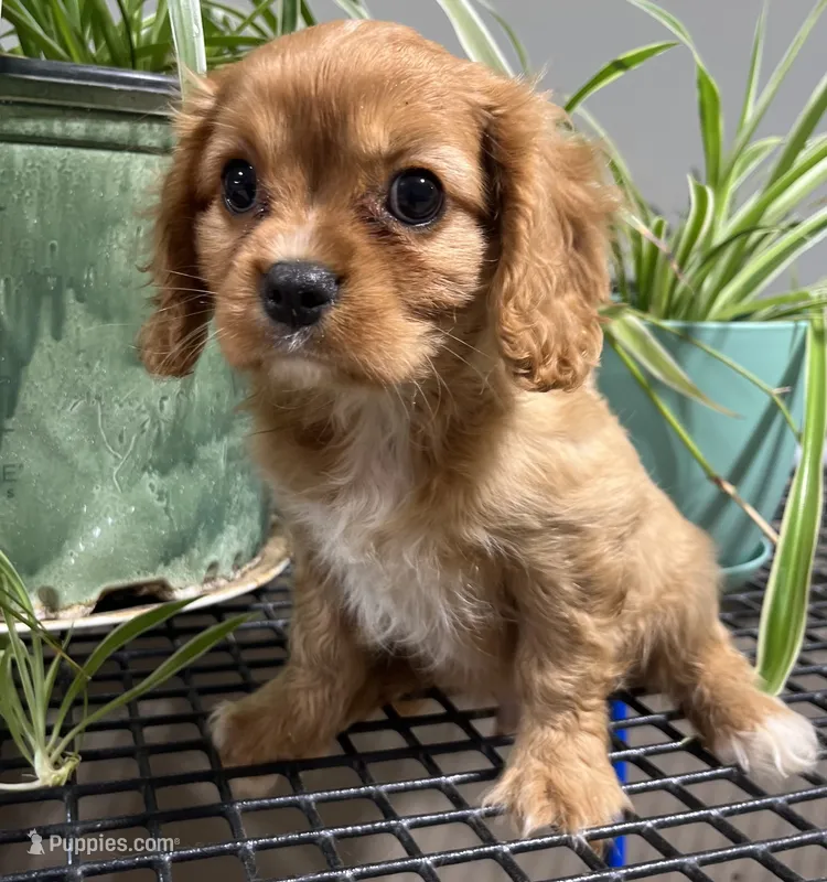 Gale – Cavalier King Charles Spaniel puppy for sale in Fair Play, MO