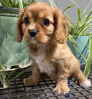 Gale, a male Cavalier King Charles Spaniel for sale in Fair Play, MO – 1 of 8