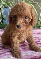 Wren, a female Miniature Goldendoodle for sale in Fair Play, MO – 6 of 10