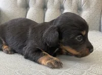 Slaygar, a male Miniature Dachshund for sale in Fair Play, MO – 2 of 3