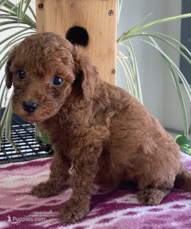 Wren – Miniature Goldendoodle puppy for sale in Fair Play, MO
