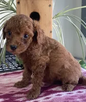 Wren, a female Miniature Goldendoodle for sale in Fair Play, MO – 1 of 3
