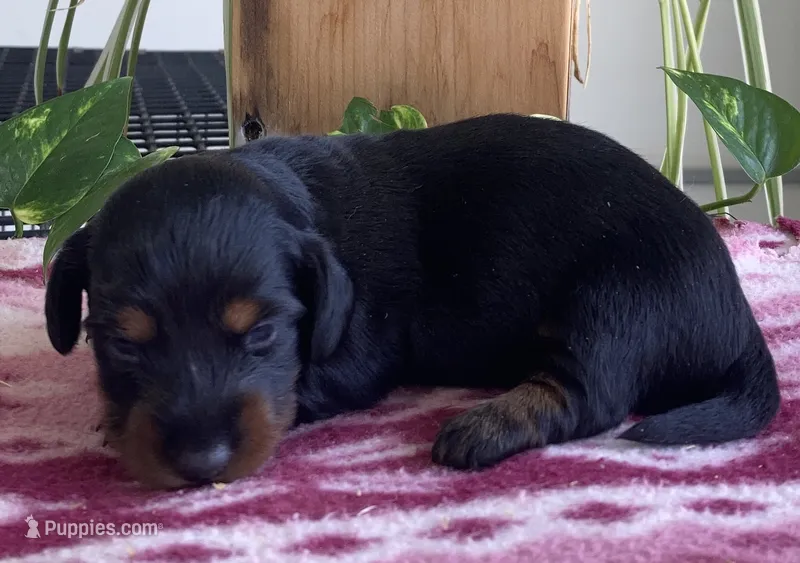 Sienna – Miniature Dachshund puppy for sale in Fair Play, MO
