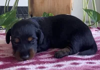 Sienna, a female Miniature Dachshund for sale in Fair Play, MO – 1 of 1