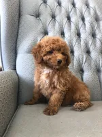 Criollo , a female Miniature Goldendoodle for sale in Fair Play, MO – Photo 4 of 5