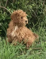 Criollo , a female Miniature Goldendoodle for sale in Fair Play, MO – 6 of 10