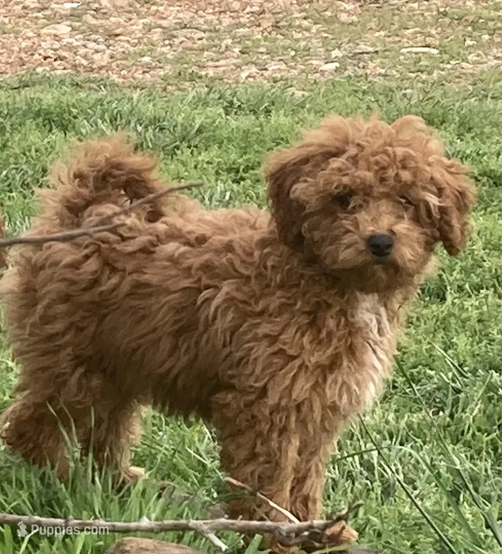 Criollo  – Miniature Goldendoodle puppy for sale in Fair Play, MO
