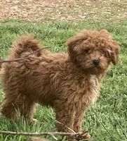 Criollo , a female Miniature Goldendoodle for sale in Fair Play, MO – 4 of 10